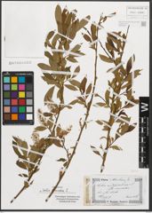 Foto von Salix triandra L.